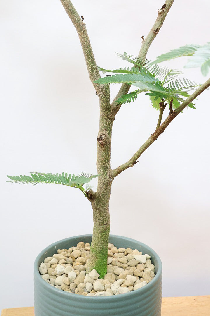 【エバーフレッシュ】カッコいい幹をお探しの方は必見！この幹太さもスタイルもカッコいいと思うんです！