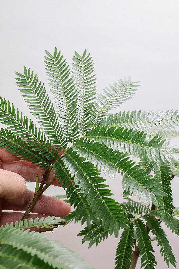 【エバーフレッシュ】カッコいい幹をお探しの方は必見！この幹太さもスタイルもカッコいいと思うんです！