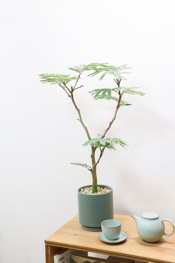 【エバーフレッシュ】カッコいい幹をお探しの方は必見！この幹太さもスタイルもカッコいいと思うんです！