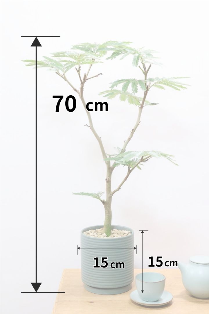 【エバーフレッシュ】カッコいい幹をお探しの方は必見！この幹太さもスタイルもカッコいいと思うんです！