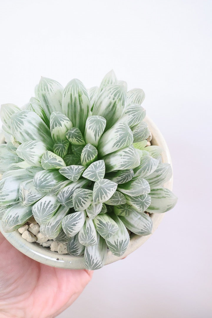 【ハオルチア ピリフェラ】再入荷！爽やかでかわいい品種！子株もたくさん出ているモリモリタイプですので、ぜひともご検討ください！