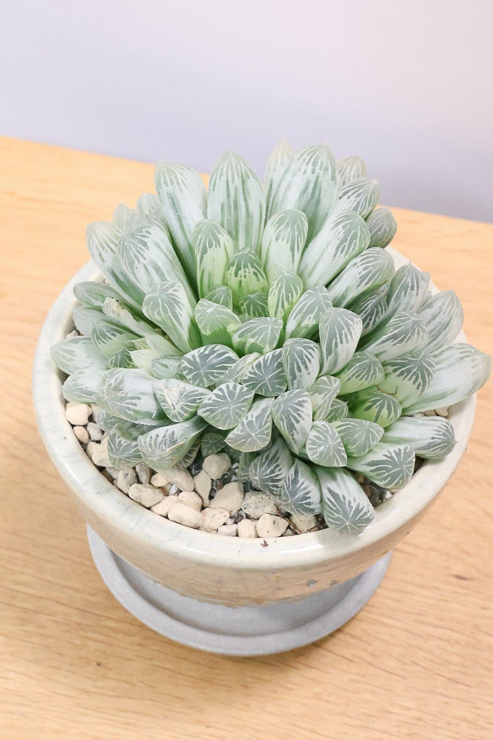 【ハオルチア ピリフェラ】再入荷！爽やかでかわいい品種！子株もたくさん出ているモリモリタイプですので、ぜひともご検討ください！