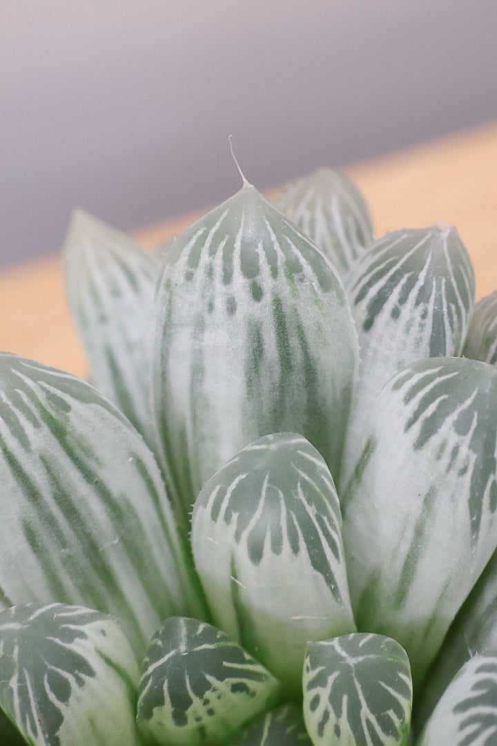 【ハオルチア ピリフェラ】再入荷！爽やかでかわいい品種！子株もたくさん出ているモリモリタイプですので、ぜひともご検討ください！