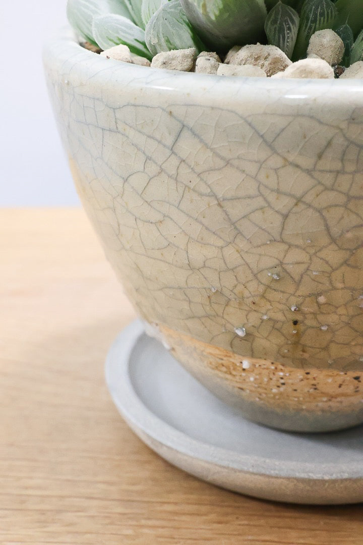 【ハオルチア ピリフェラ】再入荷！爽やかでかわいい品種！子株もたくさん出ているモリモリタイプですので、ぜひともご検討ください！