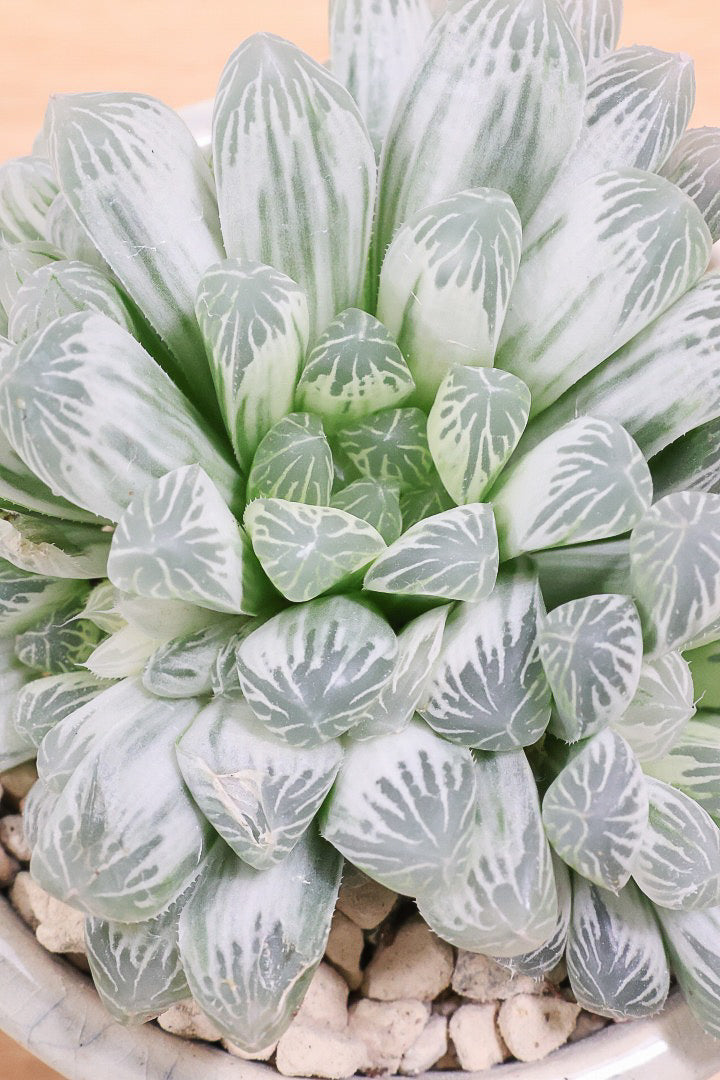 【ハオルチア ピリフェラ】再入荷！爽やかでかわいい品種！子株もたくさん出ているモリモリタイプですので、ぜひともご検討ください！