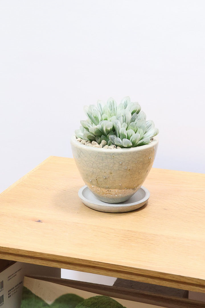 【ハオルチア ピリフェラ】再入荷！爽やかでかわいい品種！子株もたくさん出ているモリモリタイプですので、ぜひともご検討ください！