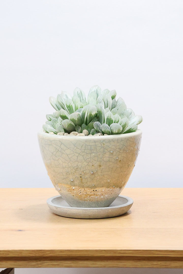 【ハオルチア ピリフェラ】再入荷！爽やかでかわいい品種！子株もたくさん出ているモリモリタイプですので、ぜひともご検討ください！