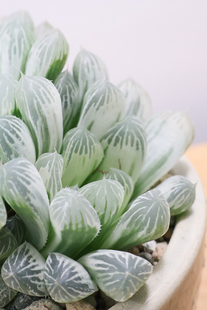 【ハオルチア ピリフェラ】再入荷！爽やかでかわいい品種！子株もたくさん出ているモリモリタイプですので、ぜひともご検討ください！