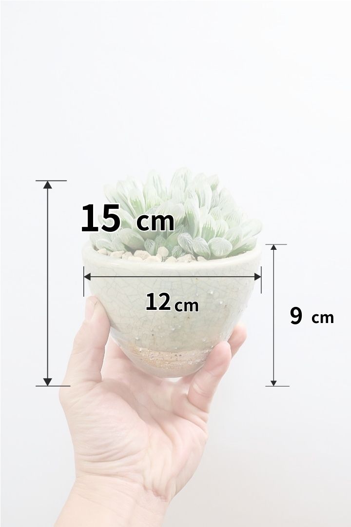 【ハオルチア ピリフェラ】再入荷！爽やかでかわいい品種！子株もたくさん出ているモリモリタイプですので、ぜひともご検討ください！