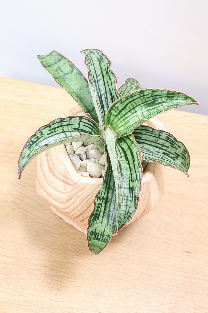 【サンスベリア クレオパトラ】サンスベリアの中でも葉色が抜群に美しい希少種！今回の個体の葉色の美しさは素晴らしいです！