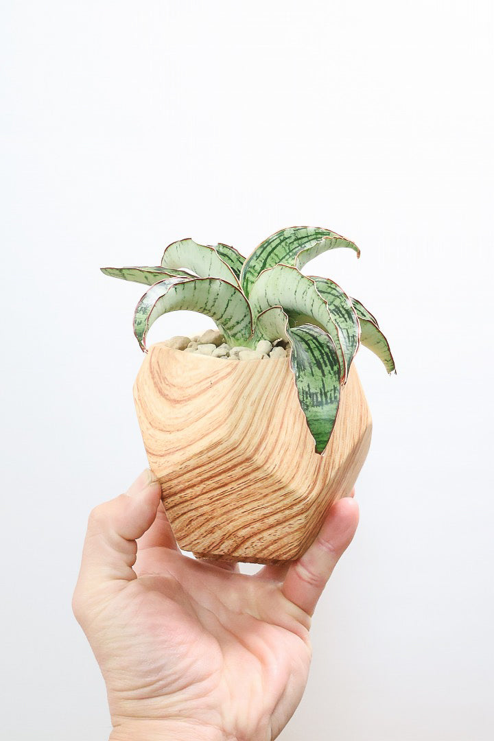 【サンスベリア クレオパトラ】サンスベリアの中でも葉色が抜群に美しい希少種！今回の個体の葉色の美しさは素晴らしいです！