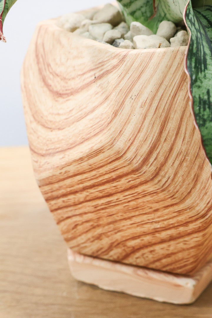 【サンスベリア クレオパトラ】サンスベリアの中でも葉色が抜群に美しい希少種！今回の個体の葉色の美しさは素晴らしいです！