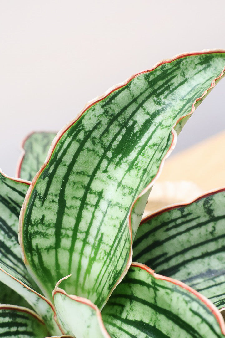 【サンスベリア クレオパトラ】サンスベリアの中でも葉色が抜群に美しい希少種！今回の個体の葉色の美しさは素晴らしいです！