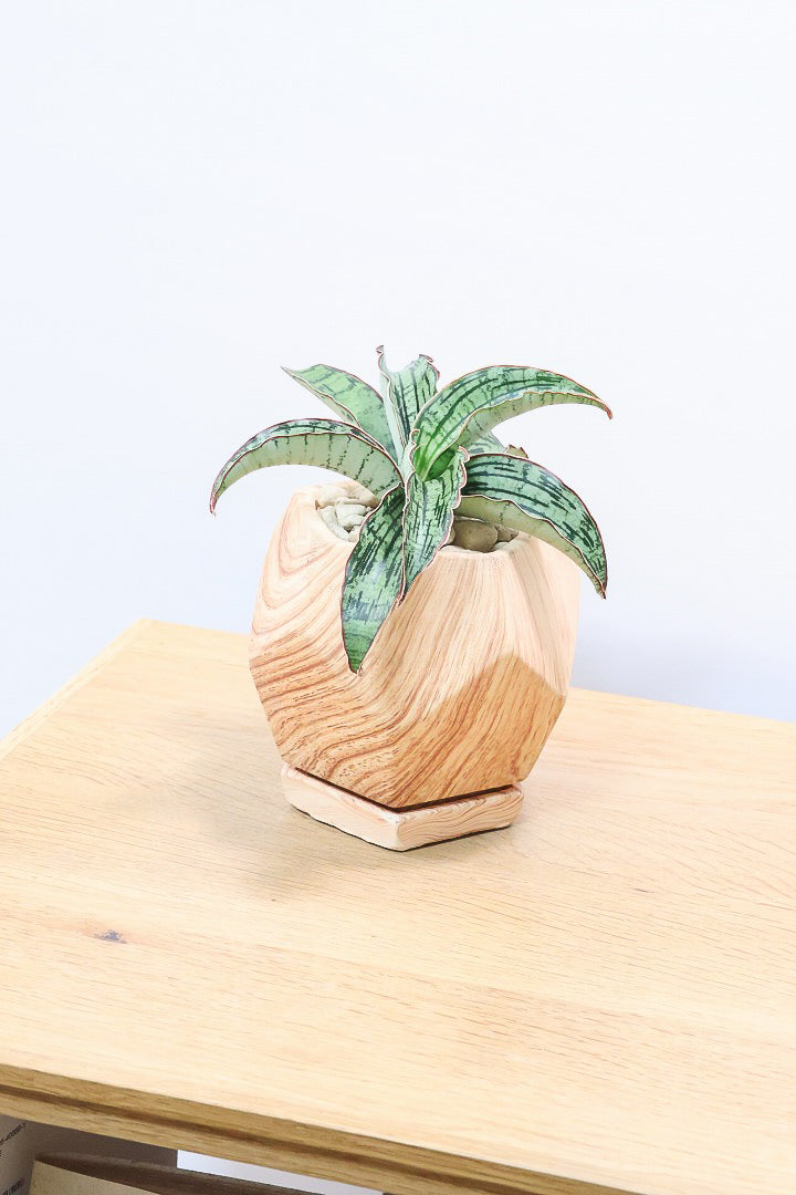 【サンスベリア クレオパトラ】サンスベリアの中でも葉色が抜群に美しい希少種！今回の個体の葉色の美しさは素晴らしいです！