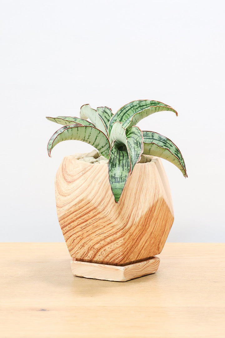 【サンスベリア クレオパトラ】サンスベリアの中でも葉色が抜群に美しい希少種！今回の個体の葉色の美しさは素晴らしいです！