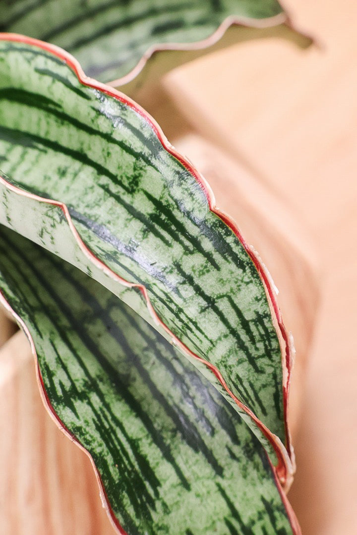 【サンスベリア クレオパトラ】サンスベリアの中でも葉色が抜群に美しい希少種！今回の個体の葉色の美しさは素晴らしいです！