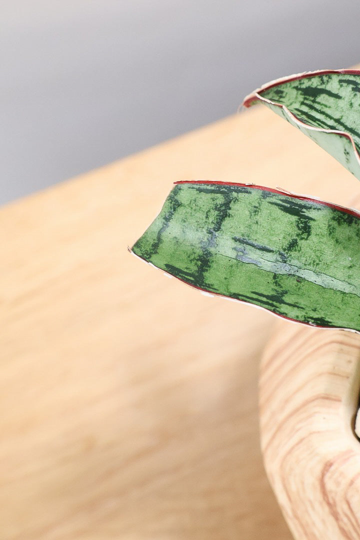 【サンスベリア クレオパトラ】サンスベリアの中でも葉色が抜群に美しい希少種！今回の個体の葉色の美しさは素晴らしいです！