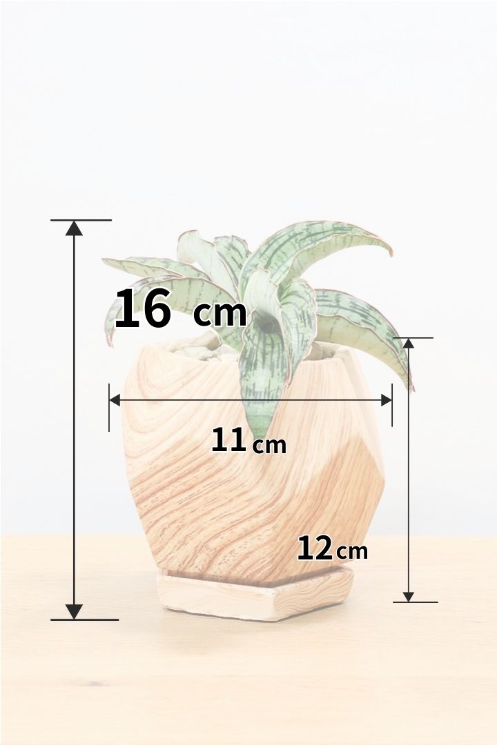 【サンスベリア クレオパトラ】サンスベリアの中でも葉色が抜群に美しい希少種！今回の個体の葉色の美しさは素晴らしいです！