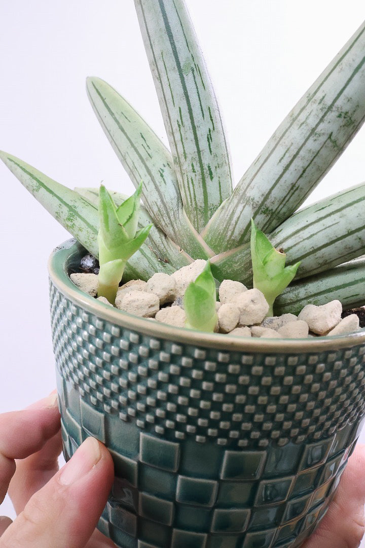 【サンスベリア ホワイトボンセレンシス】子株がめっちゃ出てます！静岡県の生産者さんのこだわり品種！ボンセレンシスの中でもホワイトは希少ですよ！