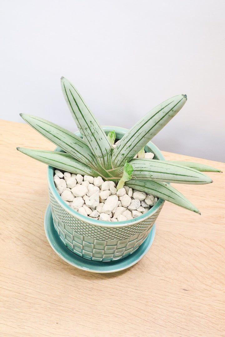 【サンスベリア ホワイトボンセレンシス】子株がめっちゃ出てます！静岡県の生産者さんのこだわり品種！ボンセレンシスの中でもホワイトは希少ですよ！