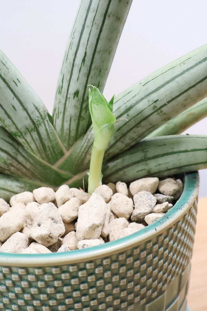 【サンスベリア ホワイトボンセレンシス】子株がめっちゃ出てます！静岡県の生産者さんのこだわり品種！ボンセレンシスの中でもホワイトは希少ですよ！
