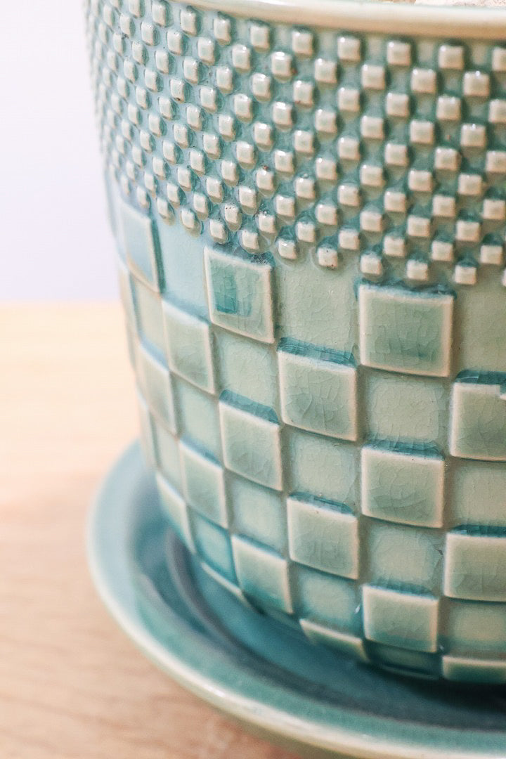 【サンスベリア ホワイトボンセレンシス】子株がめっちゃ出てます！静岡県の生産者さんのこだわり品種！ボンセレンシスの中でもホワイトは希少ですよ！