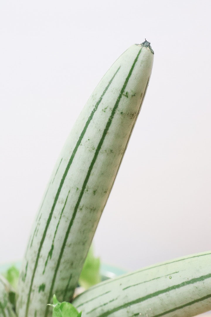 【サンスベリア ホワイトボンセレンシス】子株がめっちゃ出てます！静岡県の生産者さんのこだわり品種！ボンセレンシスの中でもホワイトは希少ですよ！