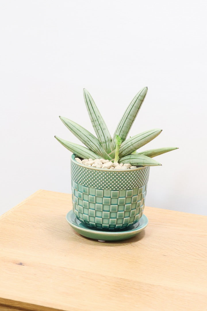 【サンスベリア ホワイトボンセレンシス】子株がめっちゃ出てます！静岡県の生産者さんのこだわり品種！ボンセレンシスの中でもホワイトは希少ですよ！