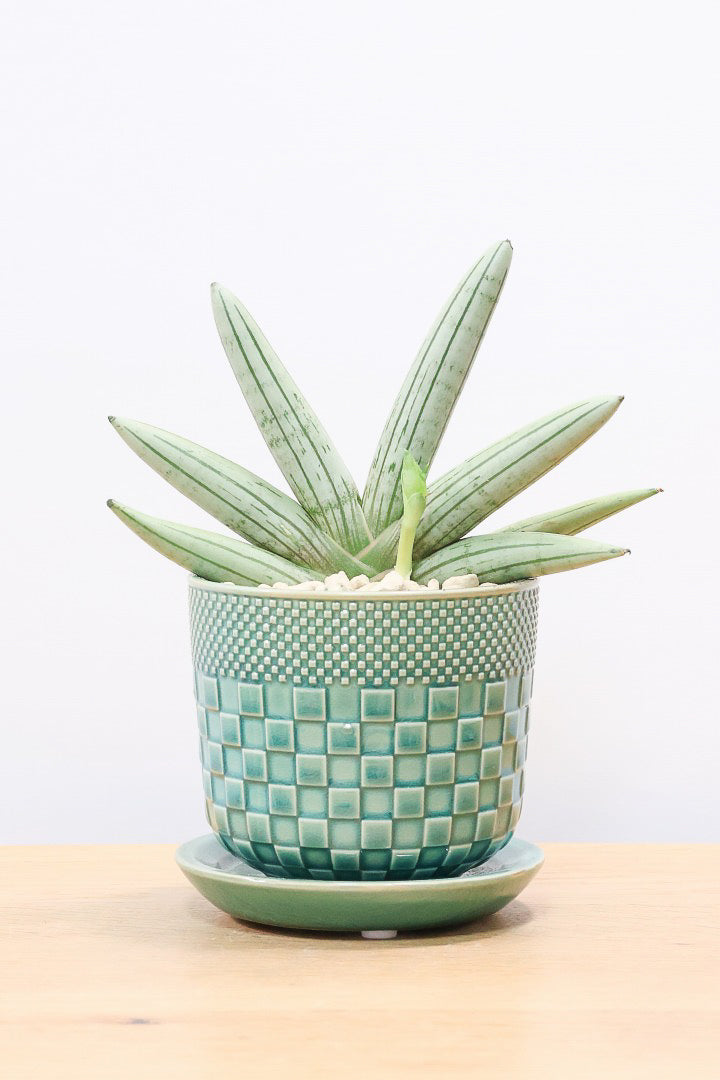 【サンスベリア ホワイトボンセレンシス】子株がめっちゃ出てます！静岡県の生産者さんのこだわり品種！ボンセレンシスの中でもホワイトは希少ですよ！