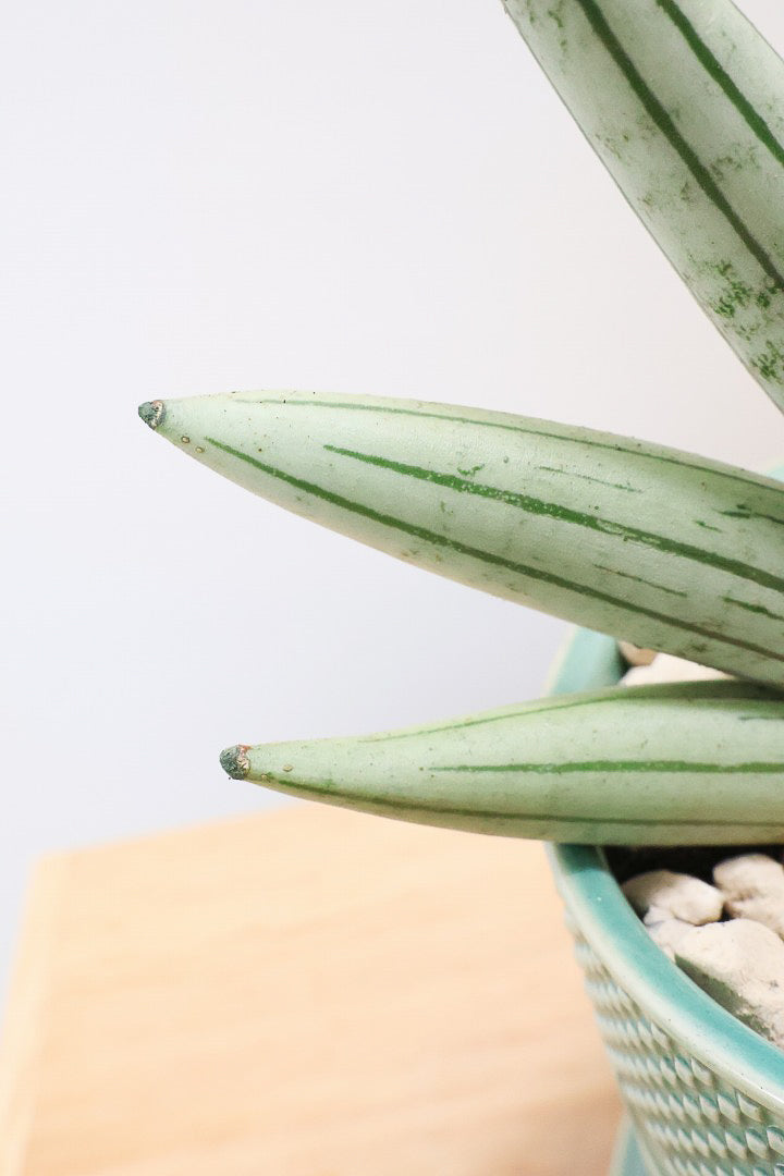 【サンスベリア ホワイトボンセレンシス】子株がめっちゃ出てます！静岡県の生産者さんのこだわり品種！ボンセレンシスの中でもホワイトは希少ですよ！