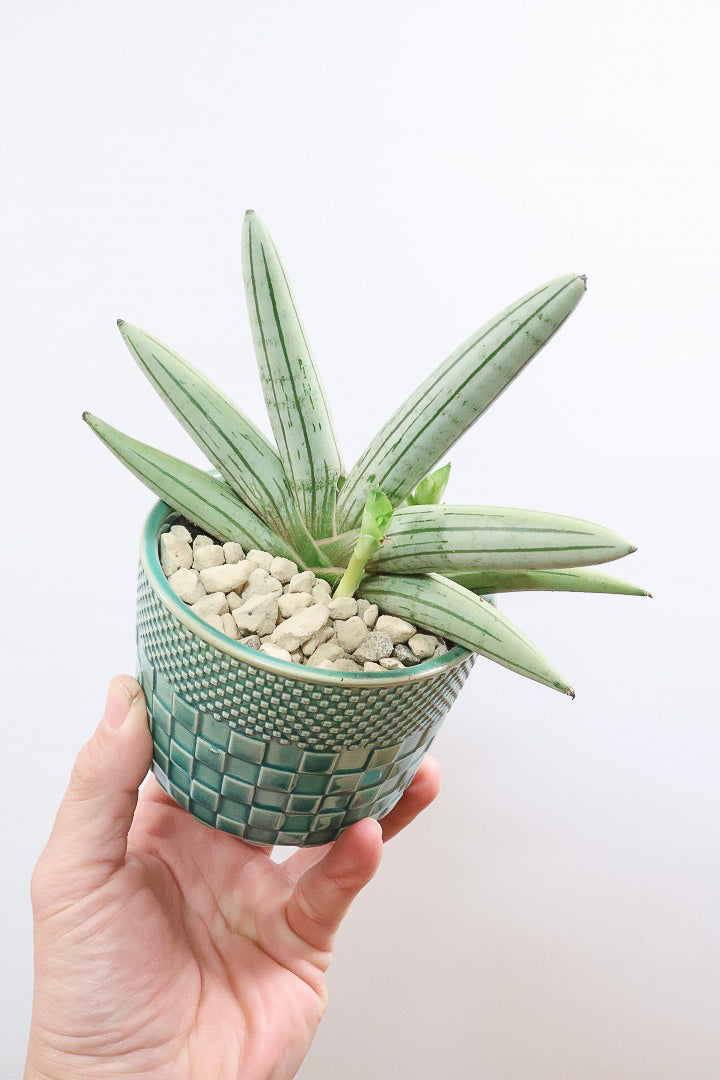 【サンスベリア ホワイトボンセレンシス】子株がめっちゃ出てます！静岡県の生産者さんのこだわり品種！ボンセレンシスの中でもホワイトは希少ですよ！