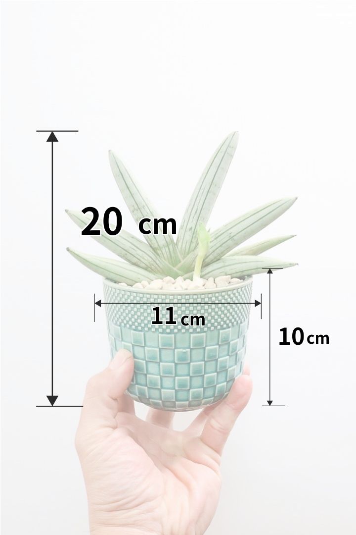 【サンスベリア ホワイトボンセレンシス】子株がめっちゃ出てます！静岡県の生産者さんのこだわり品種！ボンセレンシスの中でもホワイトは希少ですよ！