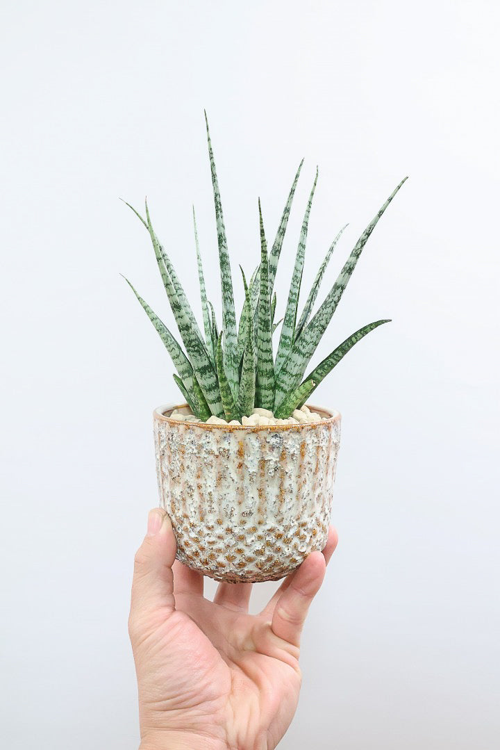 【サンスベリア SP】実はまだ名前が決まってない新新種！特別に静岡県の生産者さんから分けていただいた品種！