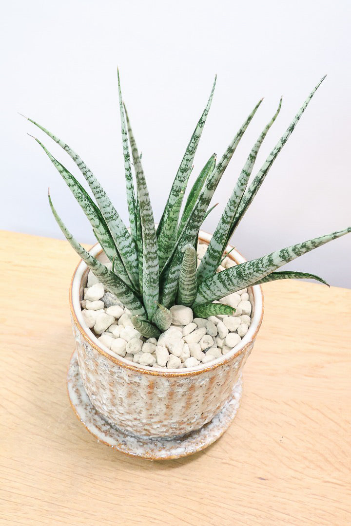 【サンスベリア SP】実はまだ名前が決まってない新新種！特別に静岡県の生産者さんから分けていただいた品種！