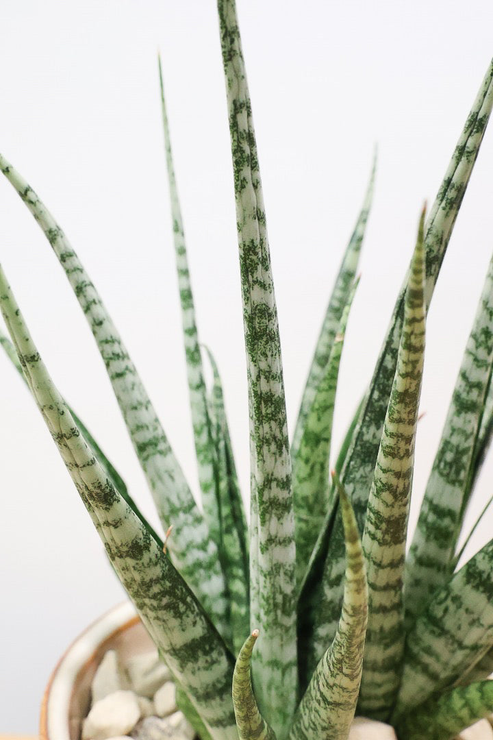 【サンスベリア SP】実はまだ名前が決まってない新新種！特別に静岡県の生産者さんから分けていただいた品種！