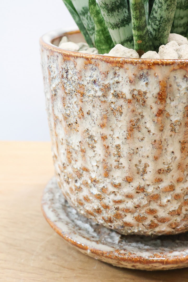 【サンスベリア SP】実はまだ名前が決まってない新新種！特別に静岡県の生産者さんから分けていただいた品種！