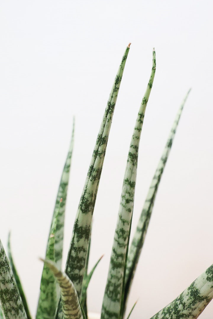 【サンスベリア SP】実はまだ名前が決まってない新新種！特別に静岡県の生産者さんから分けていただいた品種！