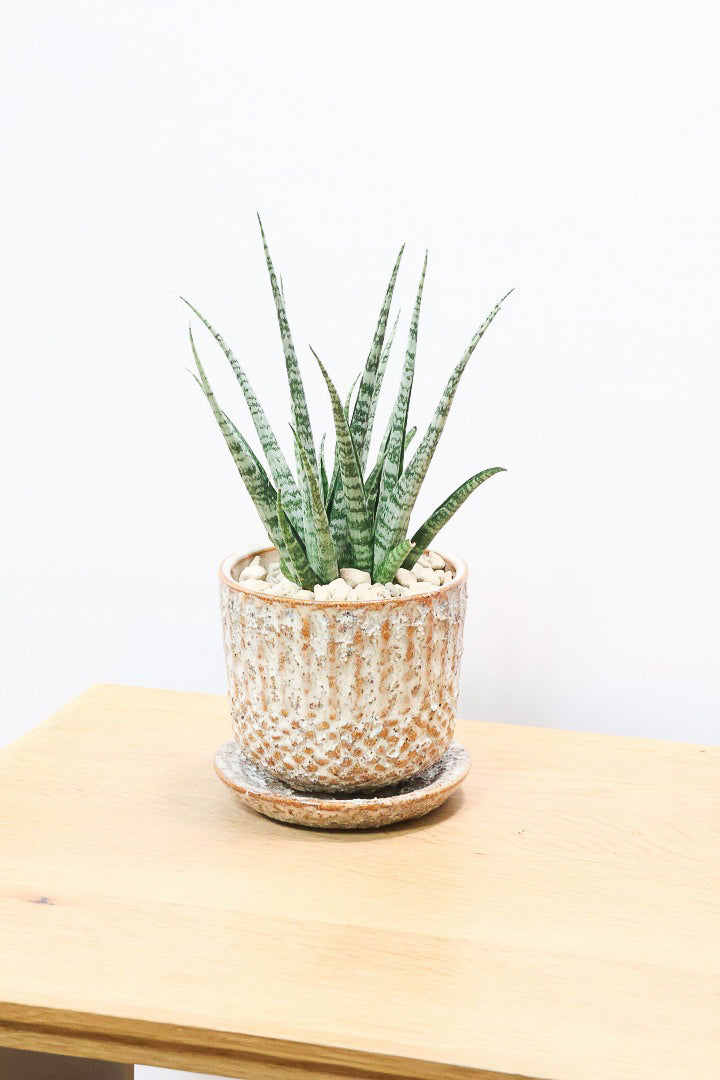 【サンスベリア SP】実はまだ名前が決まってない新新種！特別に静岡県の生産者さんから分けていただいた品種！