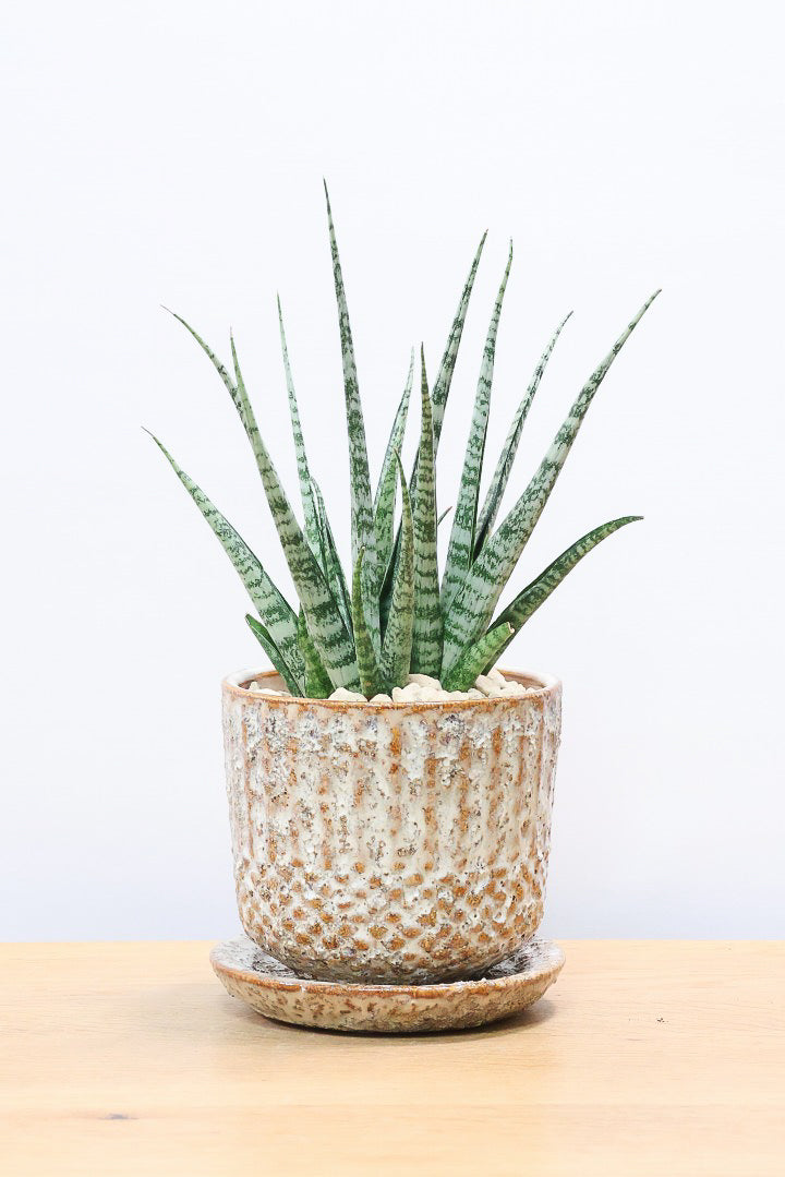 【サンスベリア SP】実はまだ名前が決まってない新新種！特別に静岡県の生産者さんから分けていただいた品種！