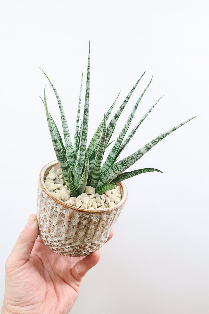 【サンスベリア SP】実はまだ名前が決まってない新新種！特別に静岡県の生産者さんから分けていただいた品種！