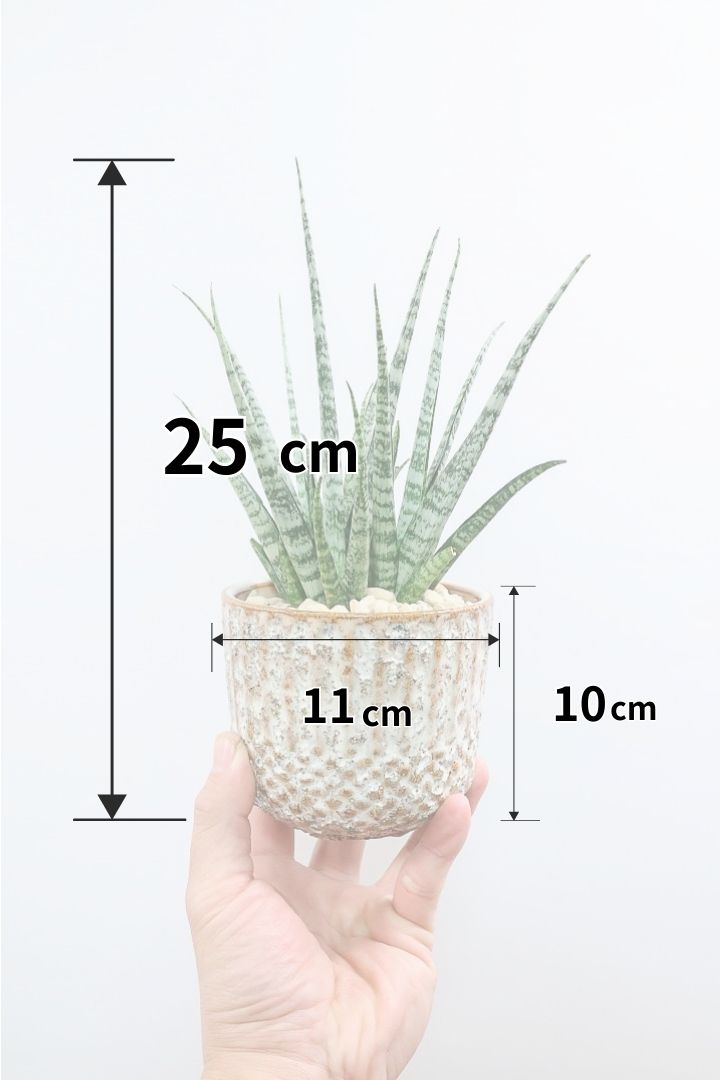 【サンスベリア SP】実はまだ名前が決まってない新新種！特別に静岡県の生産者さんから分けていただいた品種！