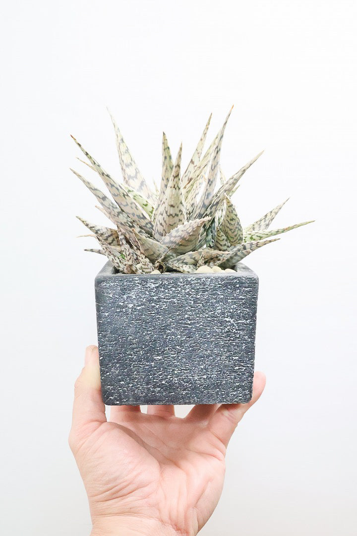 【アロエ ブリザード】APEGOでかなり長い期間をかけて大きく、そしてボリューム良く育てました！これは他には無い特別な一鉢です！