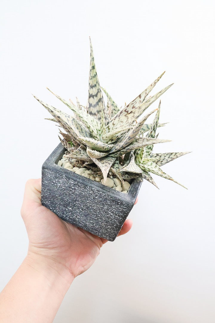 【アロエ ブリザード】APEGOでかなり長い期間をかけて大きく、そしてボリューム良く育てました！これは他には無い特別な一鉢です！