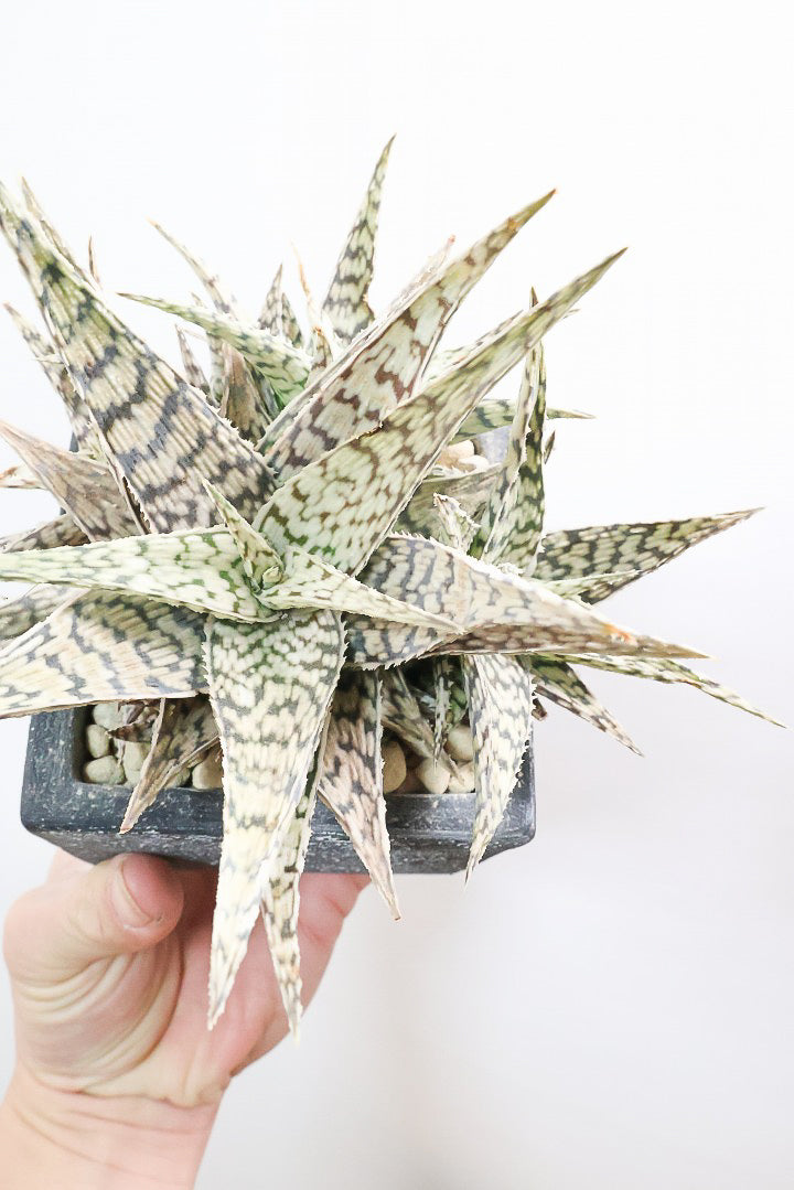 【アロエ ブリザード】APEGOでかなり長い期間をかけて大きく、そしてボリューム良く育てました！これは他には無い特別な一鉢です！