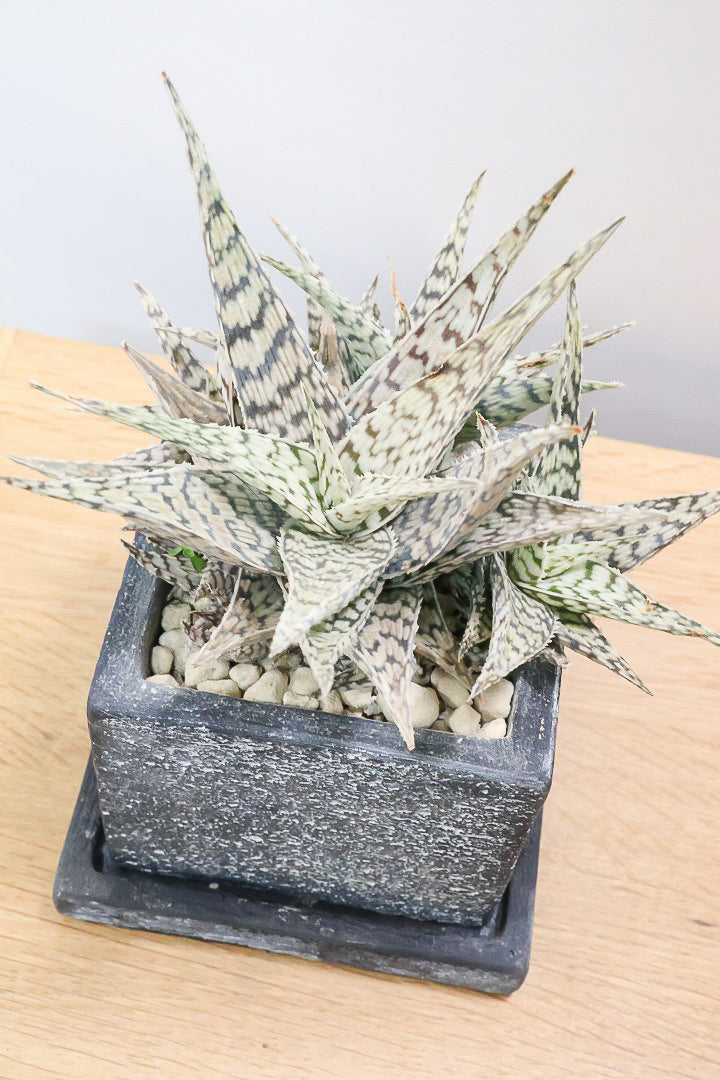 【アロエ ブリザード】APEGOでかなり長い期間をかけて大きく、そしてボリューム良く育てました！これは他には無い特別な一鉢です！