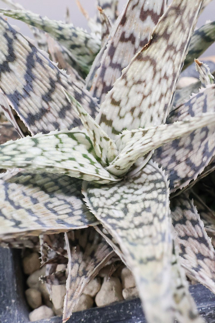 【アロエ ブリザード】APEGOでかなり長い期間をかけて大きく、そしてボリューム良く育てました！これは他には無い特別な一鉢です！