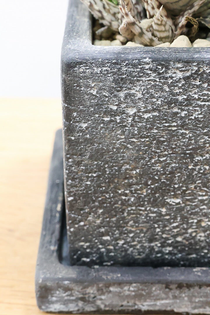 【アロエ ブリザード】APEGOでかなり長い期間をかけて大きく、そしてボリューム良く育てました！これは他には無い特別な一鉢です！