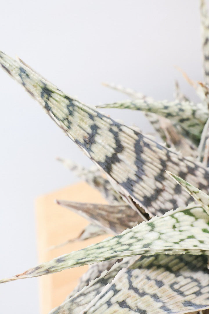 【アロエ ブリザード】APEGOでかなり長い期間をかけて大きく、そしてボリューム良く育てました！これは他には無い特別な一鉢です！