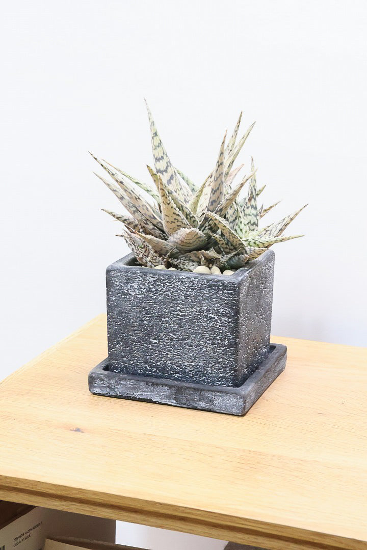 【アロエ ブリザード】APEGOでかなり長い期間をかけて大きく、そしてボリューム良く育てました！これは他には無い特別な一鉢です！