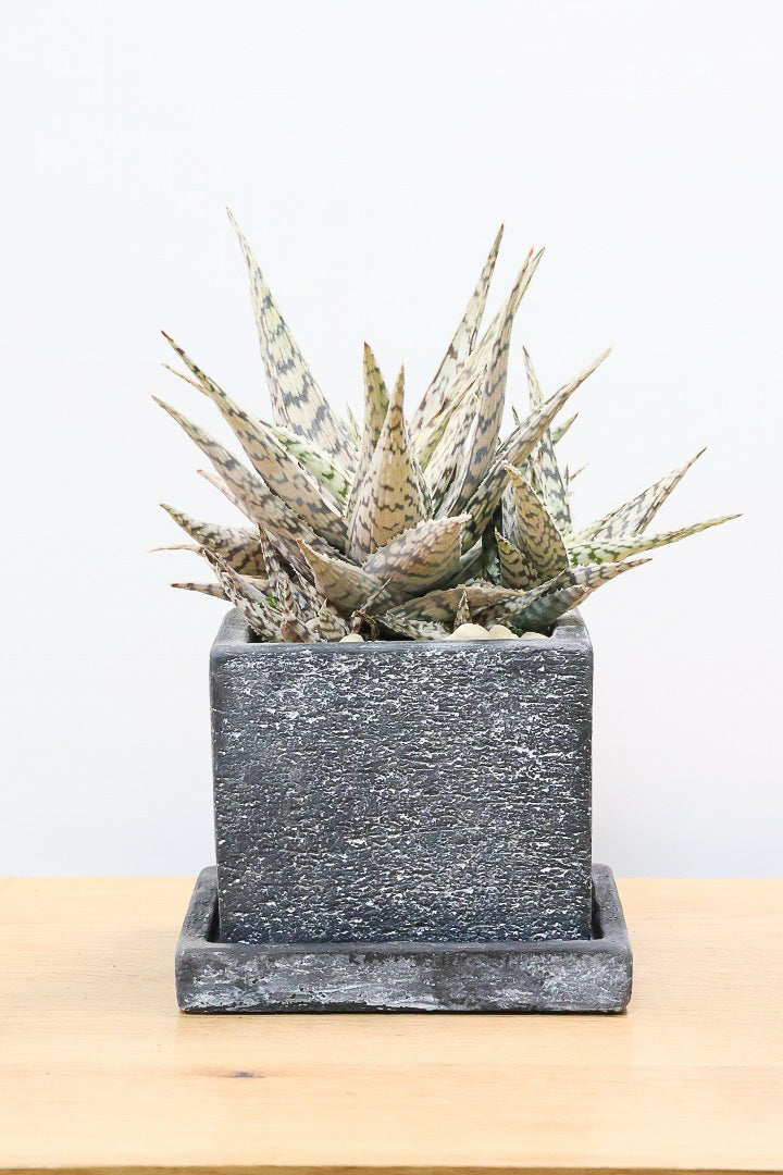 【アロエ ブリザード】APEGOでかなり長い期間をかけて大きく、そしてボリューム良く育てました！これは他には無い特別な一鉢です！